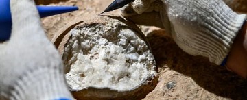 Bumi Masa Lalu Dijelajahi Ilmuwan Ledakkan Telur Dinosaurus